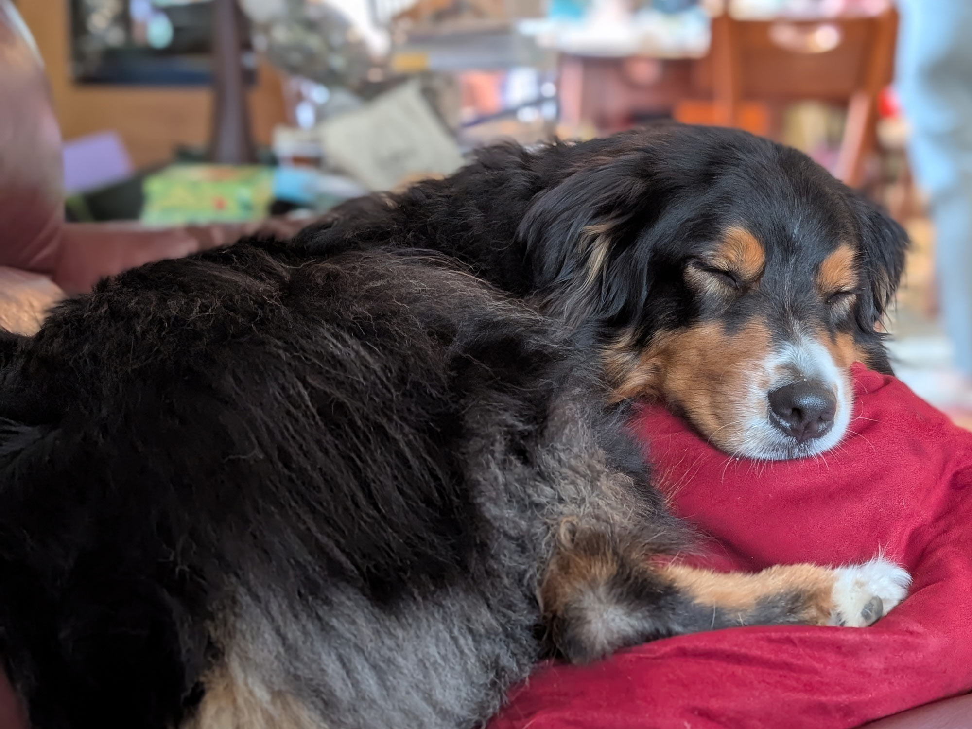 An Australian Shepherd, head resting on a red pillow while napping