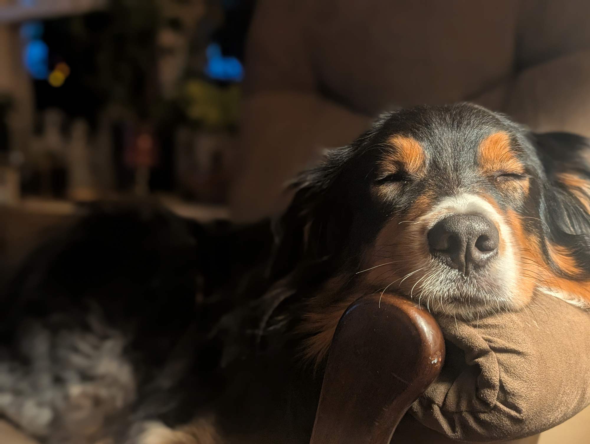 Bear, a black tri-colored Australian Shepherd, napping with his head on the arm rest of a glider-rocking chair