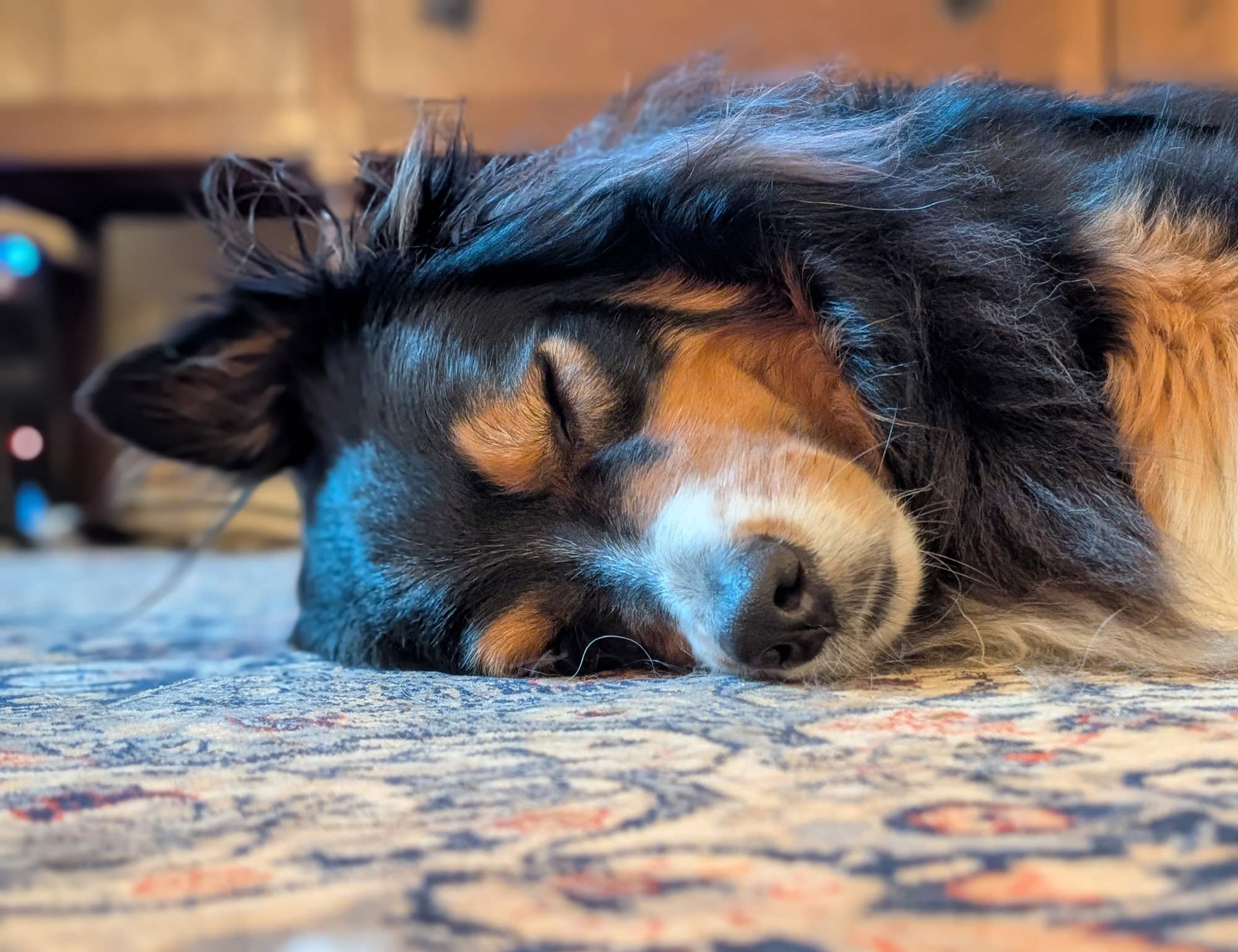 The head of Bear, a black tri-colored Australian Shepherd, laying on the floor with his eyes closed