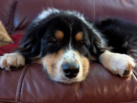 Photo of Bernie the Australian Shepherd napping on a couch