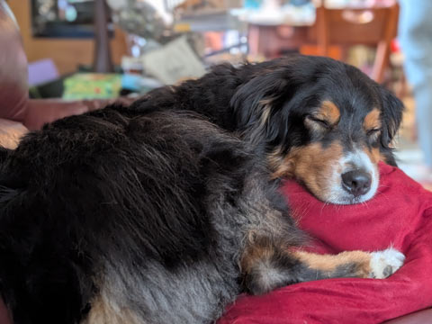 An Australian Shepherd, head resting on a red pillow while napping