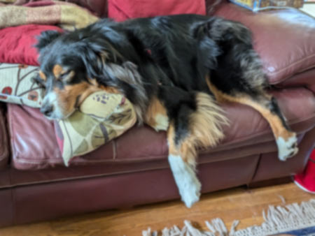 Bear, a black tri-colored Australian Shepherd, napping on a couch with his legs hanging off of the side