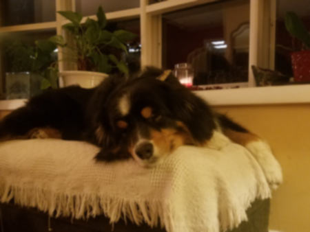 Chase, a black tri-colored Australian Shepherd, napping on a footrest