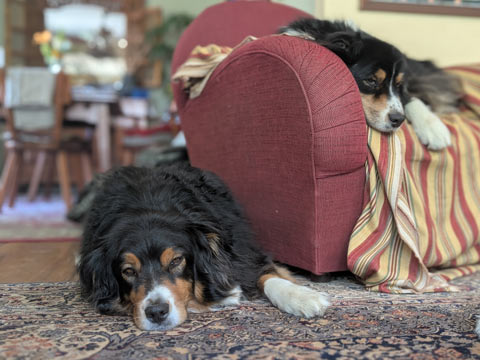 Two Australian Shepherds, on lying on a chair, the other on the floor, eyes almost closed