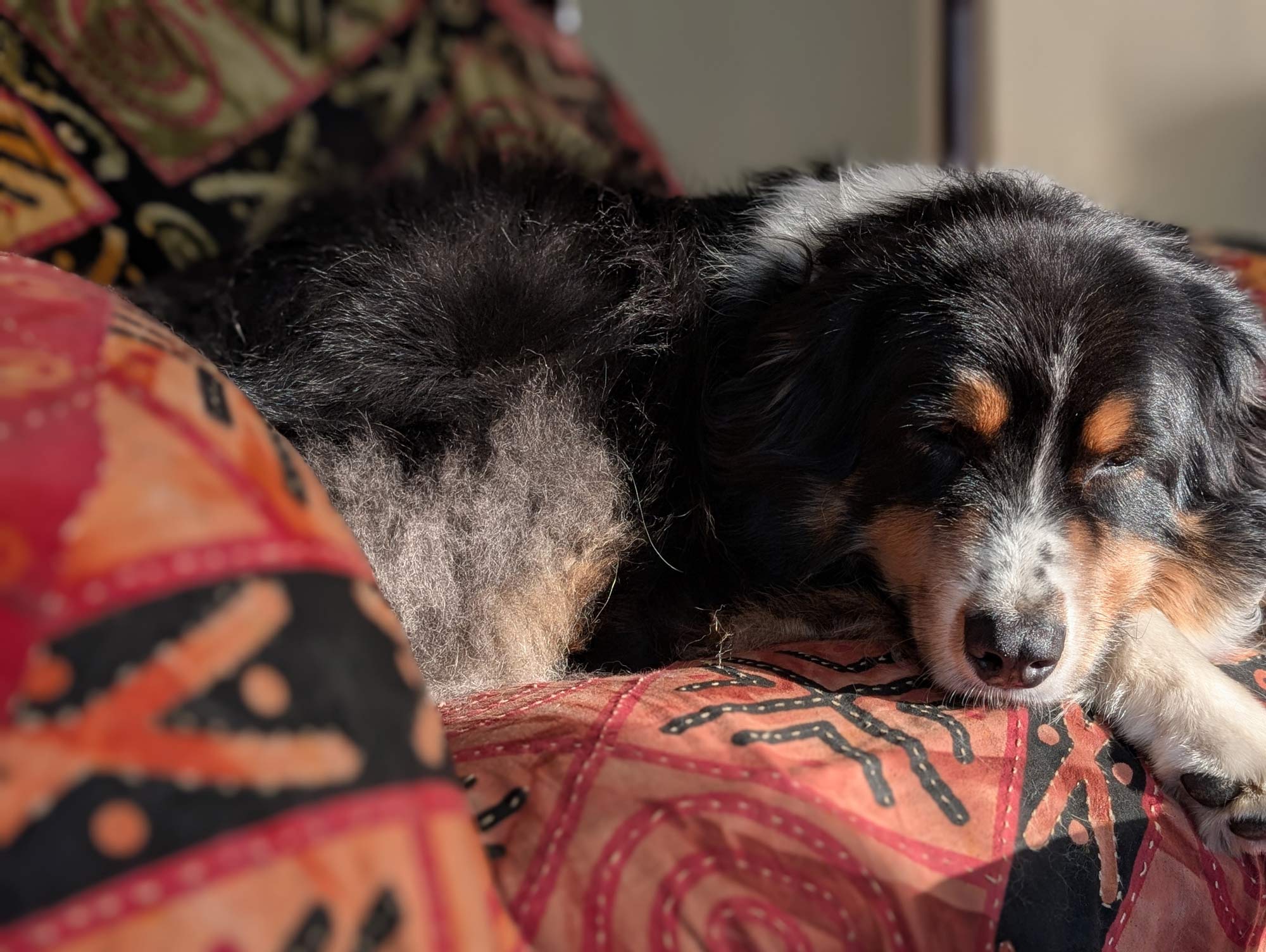Bernie, a black tri-colored Australian Shepherd dog, highlighted by sunshine, napping in a chair